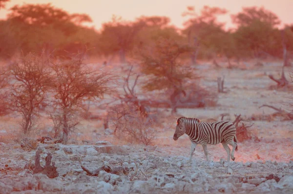 Zebra Burchella Zachodzie Słońca Park Narodowy Etosha Namibia Equus Burchelli — Zdjęcie stockowe