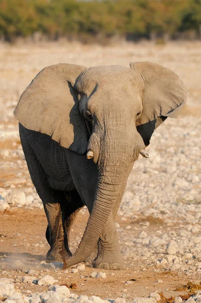 African Elephant Dry Season Etosha Nationalpark Namibia Loxodonta Africana — Stock Photo, Image