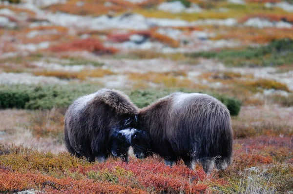 Dvě Mladé Pižmo Volské Hry Podzimní Krajině Dovrefjell Norway Ovibos — Stock fotografie