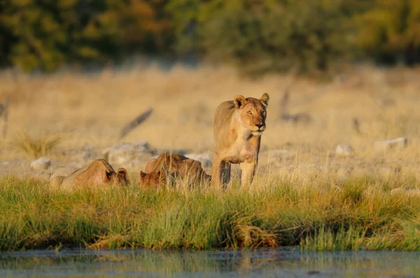 Grupo Leão Africano Buraco Água Etosha Nationalpark Namibia Panthera Leo — Fotografia de Stock