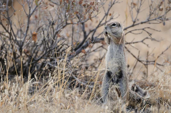 Esquilo Terra Cabo São Comer Etosha Nationalpark Namibia Yerus Inauris — Fotografia de Stock