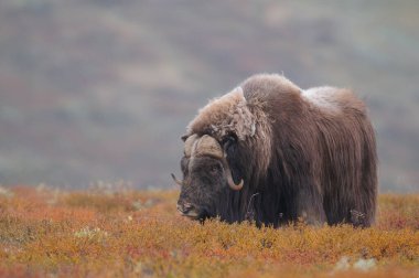 Musk ox bull in a autumn landscape, dovrefjell, norway, (ovibos moschatus) clipart