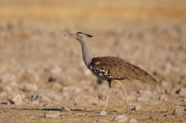 Kori Bustard, etosha Milli Parkı, Namibya, (ardeotis kori