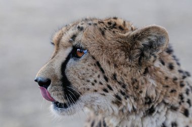 Çita kafa portresi, namibya, (acinonyx jubatus)