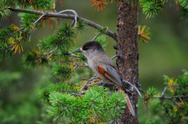 Sibirya alakargası çam ağacına otur, İsveç, (perisoreus infaustus)