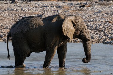 Afrika fillerinin çamur banyosu, etosha ulusal parkı, namibya, (Loxodonta africana)