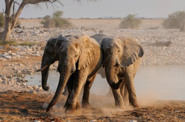Afrika fillerinin bir anlaşmazlığı vardır, etosha Milli Parkı, Namibya, (Loxodonta africana)