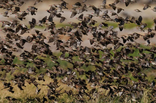 Redbilled Quelea Swarm Air Quelea Quelea Etosha Nationalpark Namibi — Stock Photo, Image
