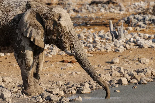 Słoń Afrykański Wodopoju Park Narodowy Etosha Namibia Loxodonta Africana — Zdjęcie stockowe