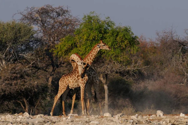 Żyrafy Walka Park Narodowy Etosha Namibia Żyrafa Camelopardalis — Zdjęcie stockowe