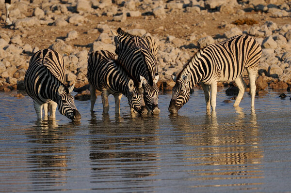 Burchell's zebras drink on a waterhole, etosha nationalpark, namibia, (equus burchelli)