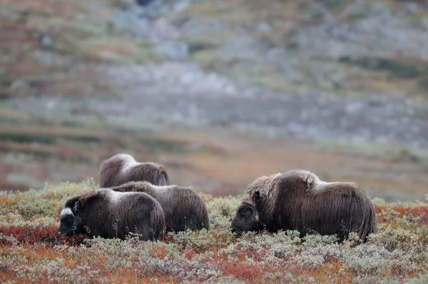 Stádo Pižmových Volů Podzimní Krajině Dovrefjell Norway Ovibos Moschatus — Stock fotografie