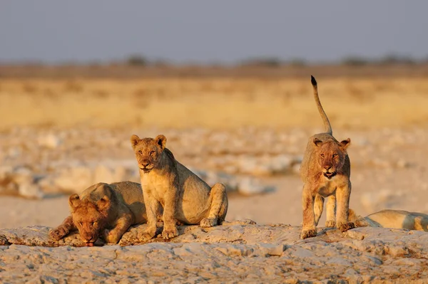 Leões Africanos Jovens Buraco Água Etosha Nationalpark Namibia Panthera Leo — Fotografia de Stock