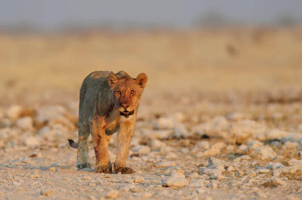 아프리카 사자는 호기심 보이고 Panthera Leo — 스톡 사진