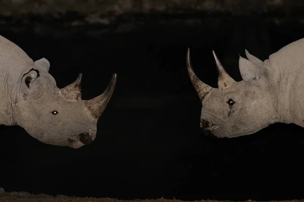 Black Rhino Two Heads Etosha Nationalpark Namibia Diceros Bicornis — Stock Photo, Image