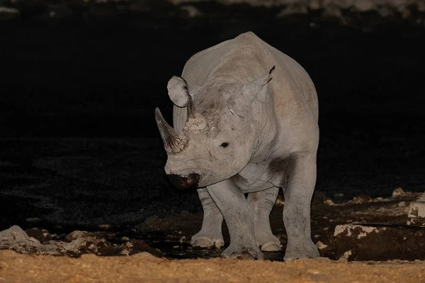 Rinoceronte Negro Noite Etosha Nationalpark Namibia Diceros Bicornis — Fotografia de Stock