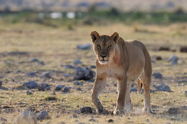 Afrikai Oroszlán Néz Kíváncsi Etosha Nemzeti Park Namíbia Panthera Leo — Stock Fotó