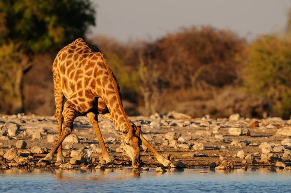 Giraffe Drinking Waterhole Etosha Nationalpark Namibia Giraffa Camelopardalis — Stock Photo, Image