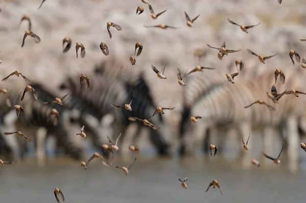 Redbilled Quelea Swarm Front Zebras Quelea Quelea Etosha Nationalpark Namibi — Stock Photo, Image