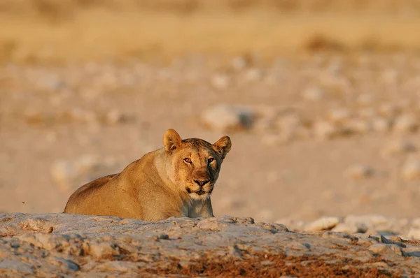 Αφρικανική Λιοντάρι Γυναίκα Φαίνονται Περίεργοι Etosha Εθνικό Πάρκο Namibia Panthera — Φωτογραφία Αρχείου