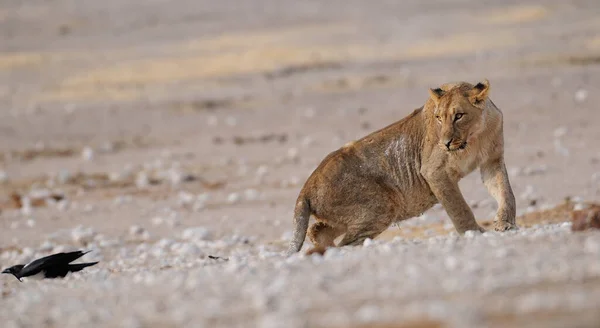 Afrykański Lew Wygląda Ciekawie Dla Kruka Etosha Park Narodowy Namibia — Zdjęcie stockowe