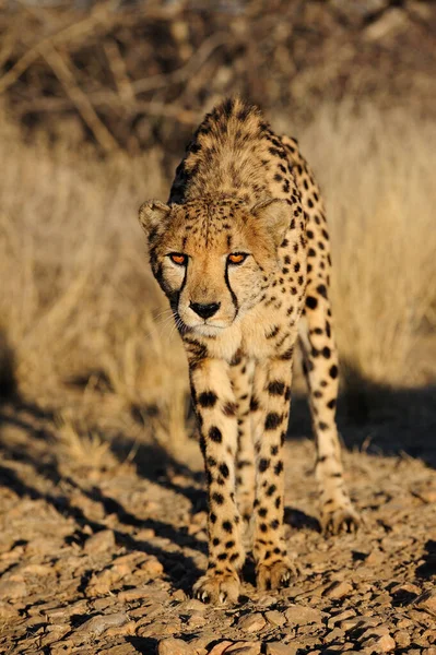 Cheetah Στον Αφρικανικό Θάμνο Namibia Acinonyx Jubatus — Φωτογραφία Αρχείου