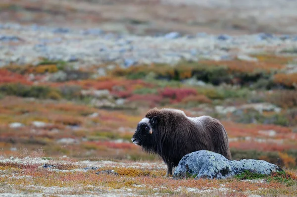 Musk Female Autumn Landscape Dovrefjell Norway Ovibos Moschatus — Stock Photo, Image