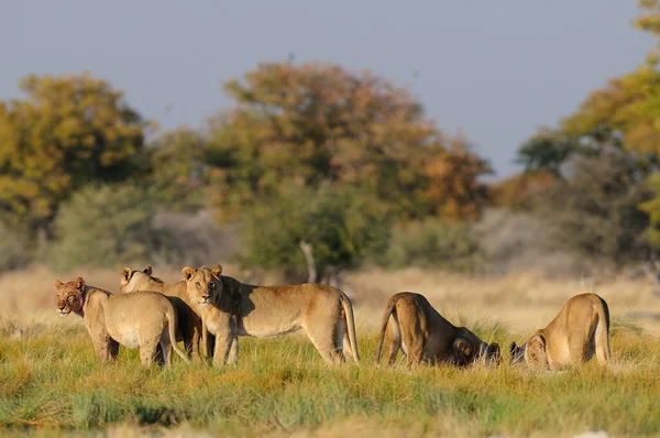 Lions Africains Regardent Curieux Etosha Nationalpark Namibia Panthera Leo — Photo