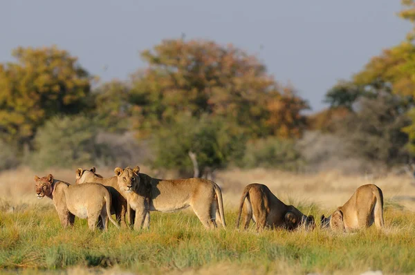 Afrikai Oroszlánok Kíváncsiak Etosha Nationalpark Namíbia Panthera Leo — Stock Fotó