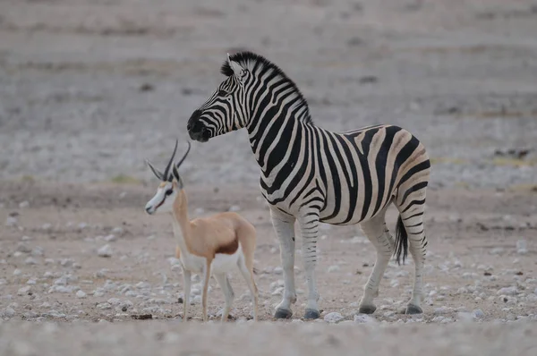 バーチェルのゼブラスとスプリングボックが探している Etosha国立公園 ナミビア Equus Burchelli — ストック写真