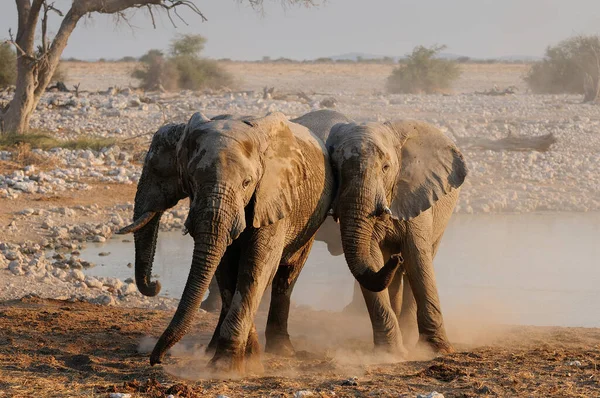 Afrika fillerinin bir anlaşmazlığı vardır, etosha Milli Parkı, Namibya, (Loxodonta africana)