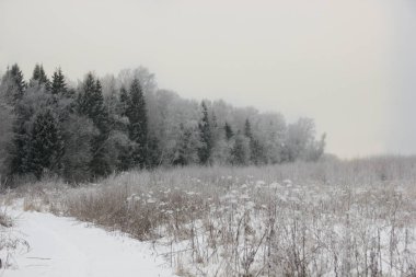 Kış beyaz kar alanı hem de orman 