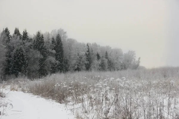 Kış beyaz kar alanı hem de orman 