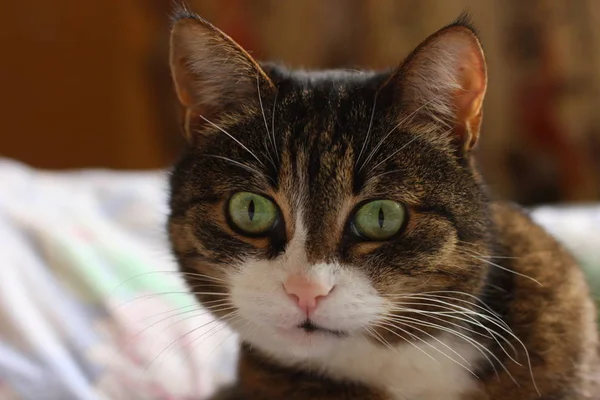 Лицо домашнего животного кота с зелеными глазами — стоковое фото