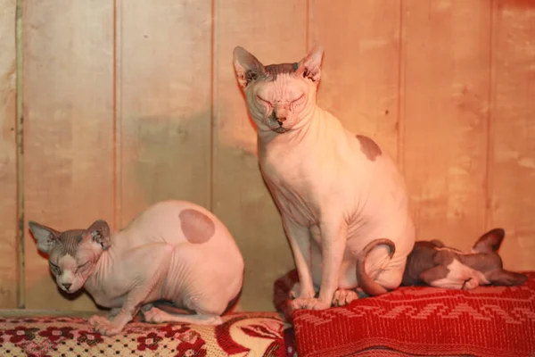 To canadiske sphynx katte sidder på sofaen med lukkede øjne - Stock-foto