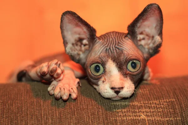 Canadian sphynx kitten on the sofa — Stock Photo, Image