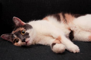 Komik görünümlü c sandalyeyle içinde yatan ev evde beslenen hayvan sevimli yavru kedi