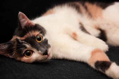 Komik görünümlü c sandalyeyle içinde yatan ev evde beslenen hayvan sevimli yavru kedi