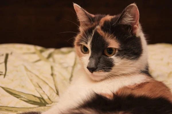 Забавный домашний котенок сидит на кровати и готовится к ней — стоковое фото