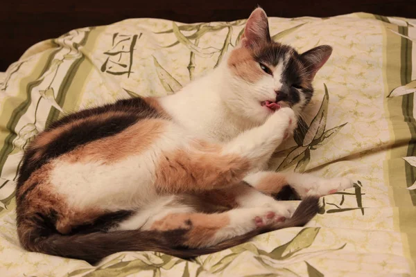 Grappige huis huisdier kitten kat zit op het bed en voorbereiden van s — Stockfoto