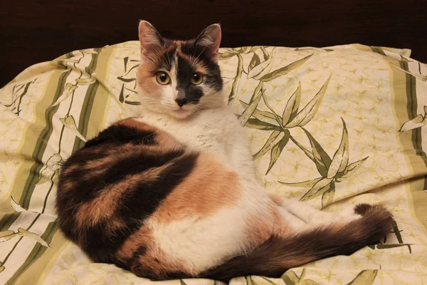 Забавный домашний котенок сидит на кровати и готовится к ней — стоковое фото