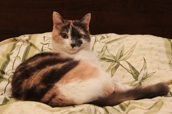 Funny home pet kitten cat sitting on the bed and preparing for s