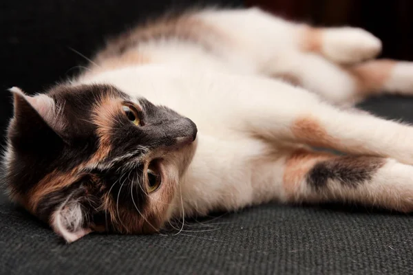 가정 애완 동물 귀여운 고양이 고양이 재미 보는 c와의 자에 누워 — 스톡 사진