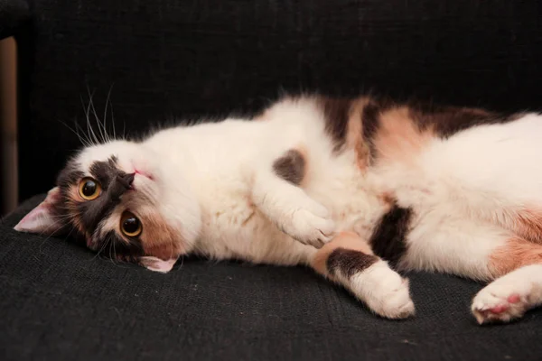 가정 애완 동물 귀여운 고양이 고양이 재미 보는 c와의 자에 누워 — 스톡 사진