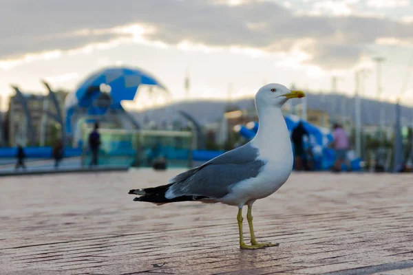 Птица Seagull Стоящая Лесном Полу Порта Людьми Борту — стоковое фото