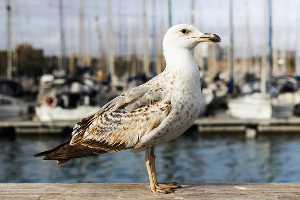 Oiseau Mouette Debout Sur Bois Dans Port Barcelone — Photo