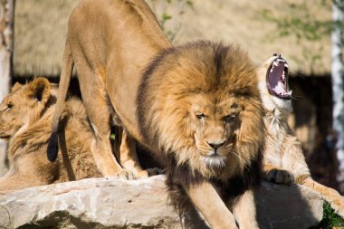 Aslan Fransız Hayvanat Bahçesi