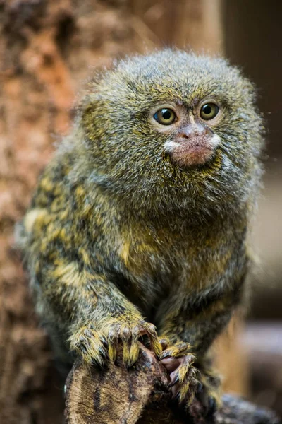 Ouistiti in Franse dierentuin — Stockfoto