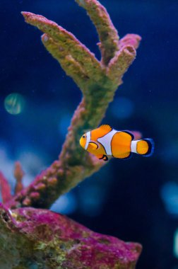 Koralovy utes klaun ockaty