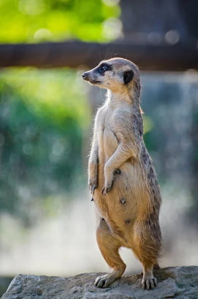 Suricata suricatta, hayvan